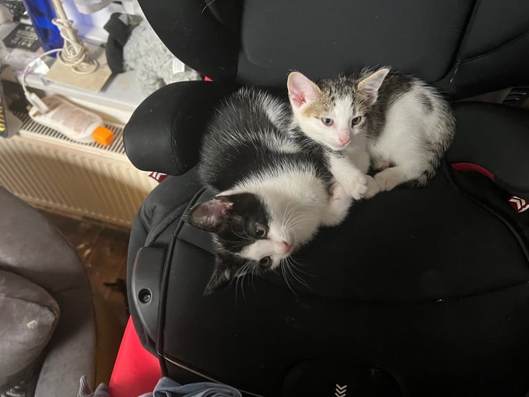 image for Lovely kittens ready for a new home