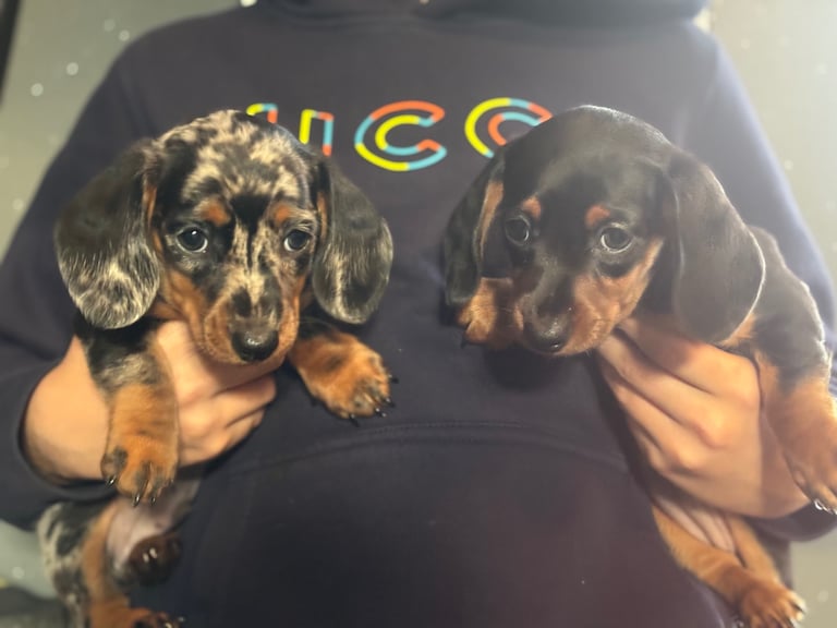 KC Miniture Dachshund Puppies