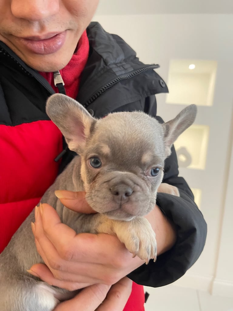 french bulldog for sale