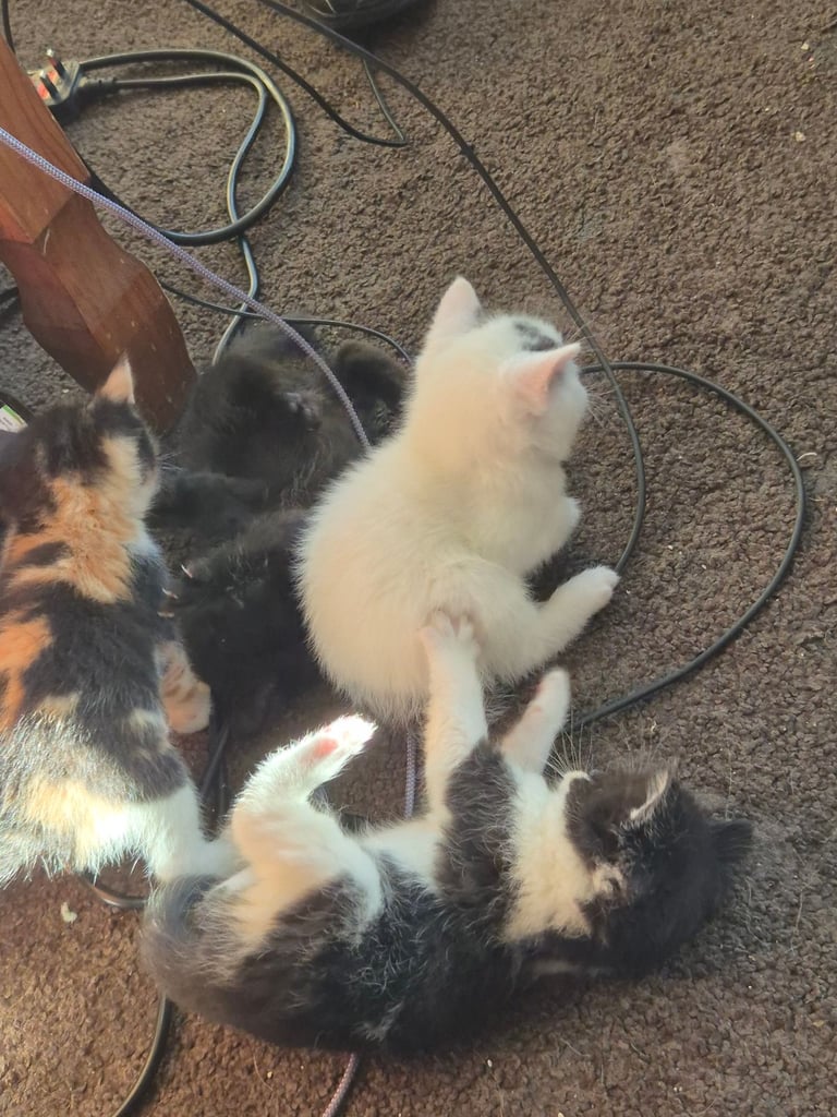 Kittens 