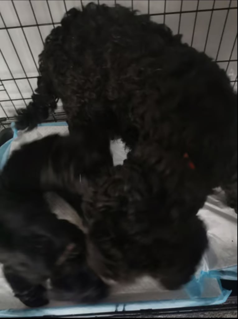 Stunning cockapoo rehoming