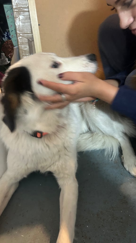 Castrated 11 months old female dog