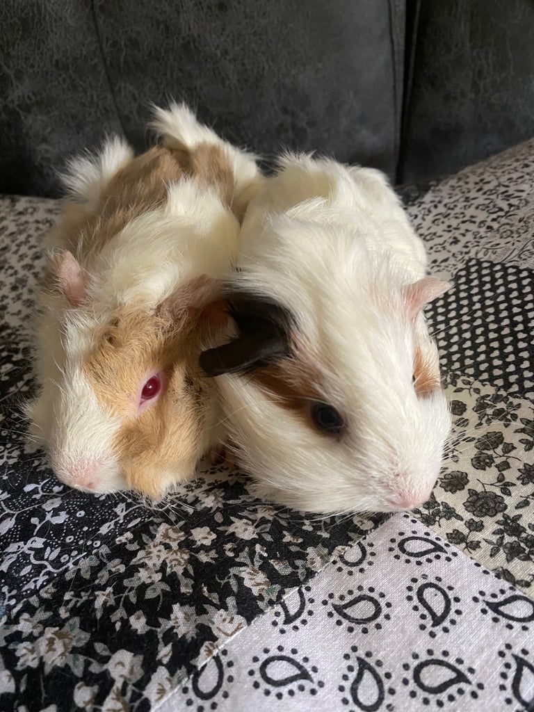 Two bonded boys 