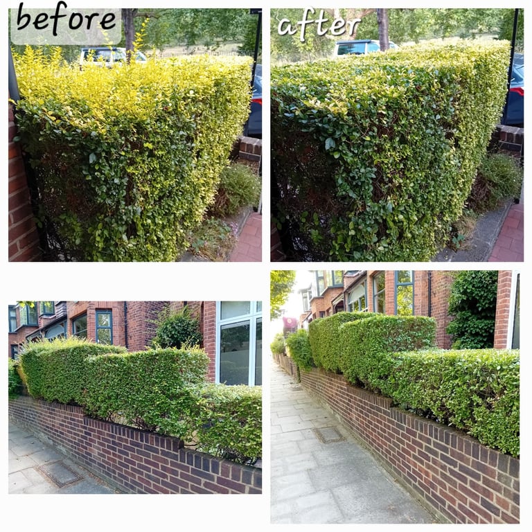 image for Hedge trimming service