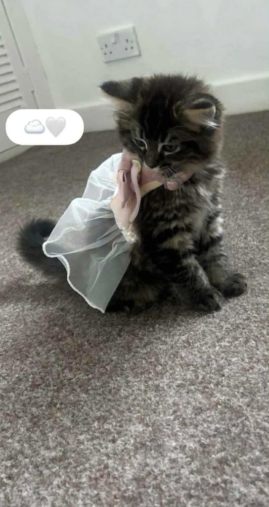 Tabbydoll