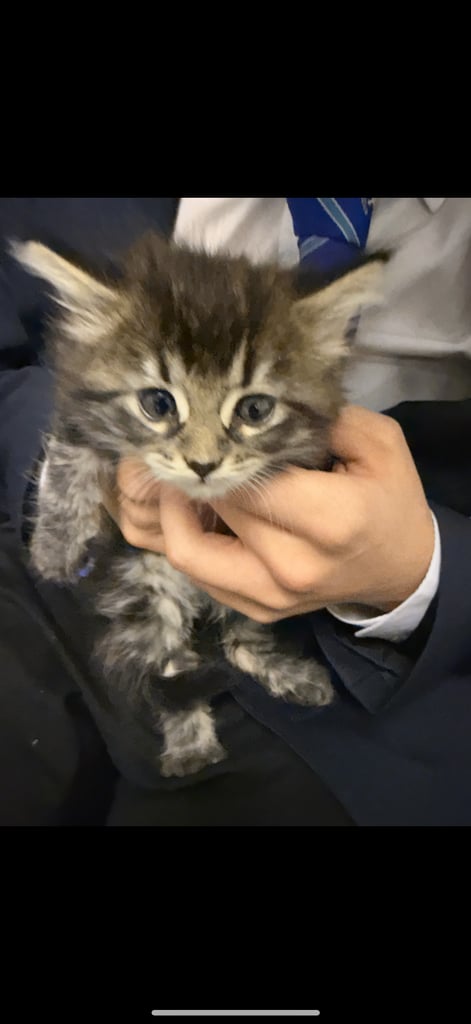 2 female and 1 male Maine Coon Cross Kittens for sale £300