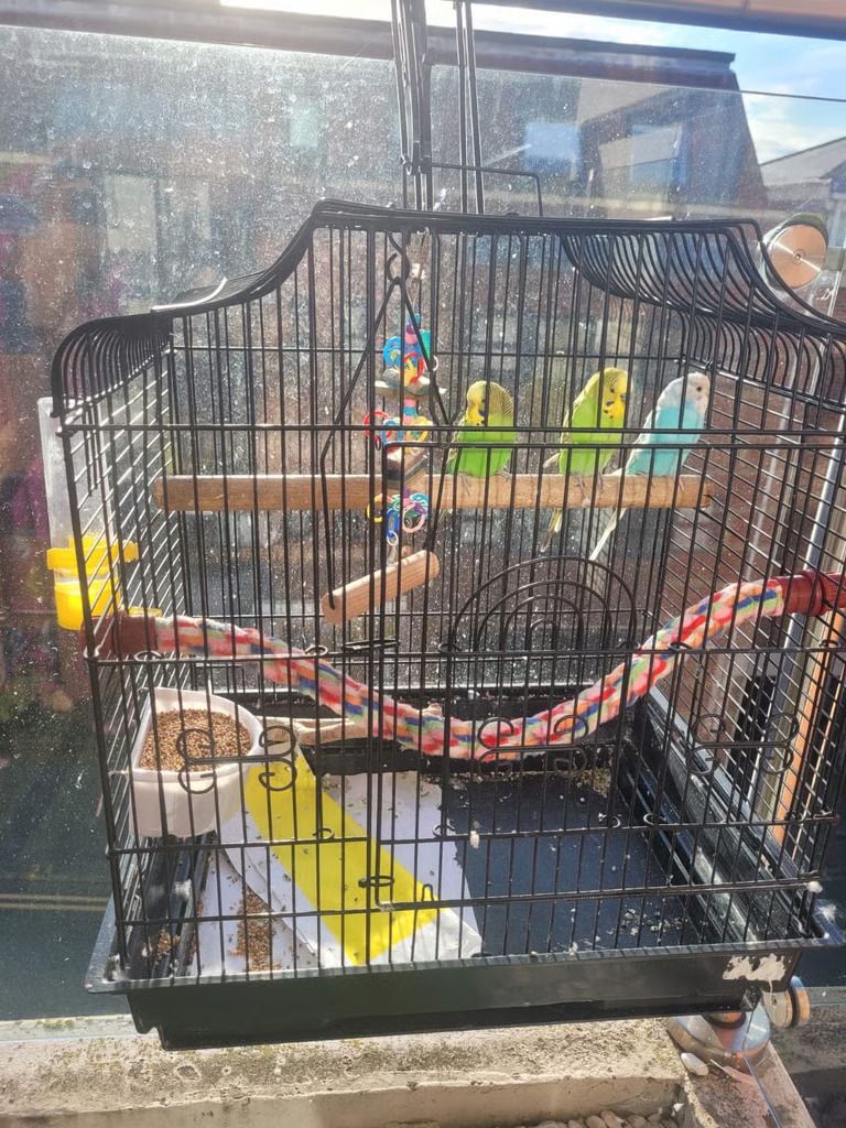 3 budgies and cage available for quick sale