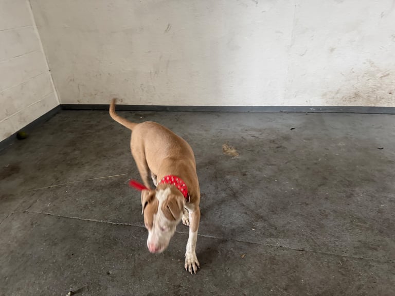 American bully Cross breed 