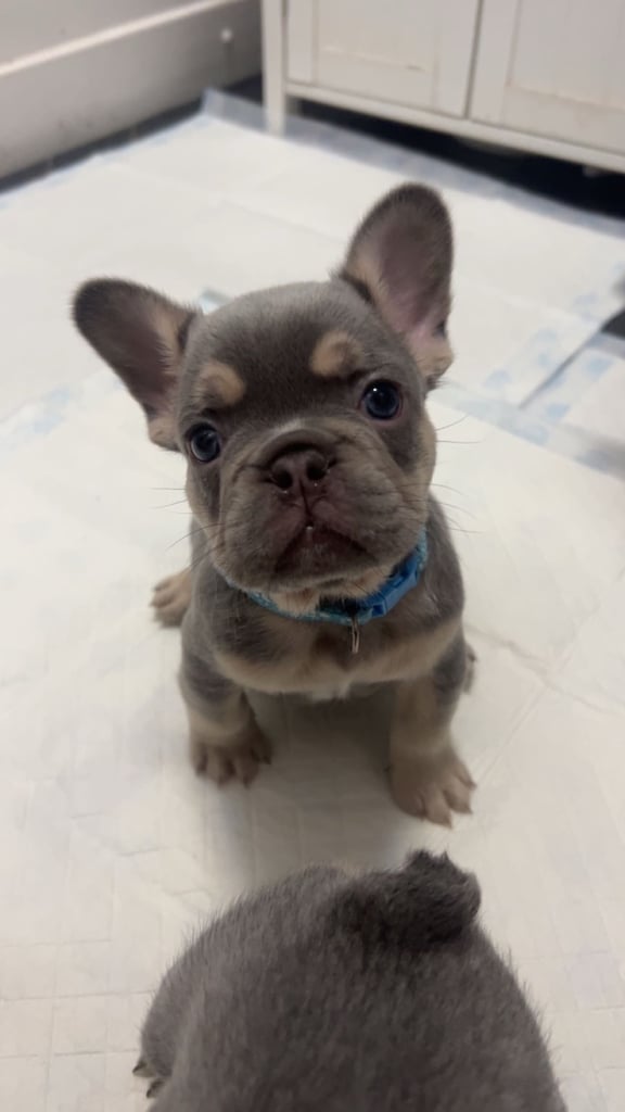 Frenchie Puppies  READY SOON