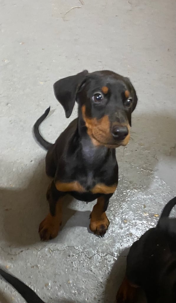 10 Week Doberman Puppy Trained Doberman 10 Week Old Doberman Puppy