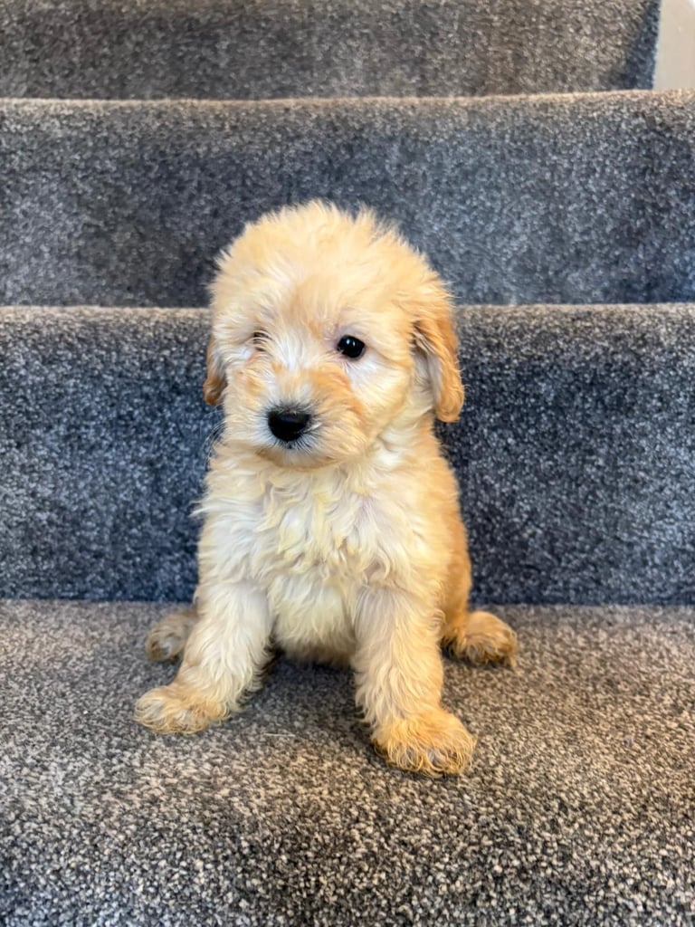 Coton noodle puppies ready now