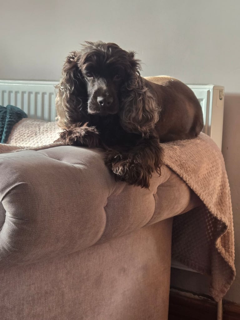 Puppy available now. Chocolate show  type cocker spaniel female. AMAZING PUP