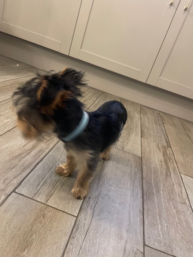 Yorkshire terrier puppy 