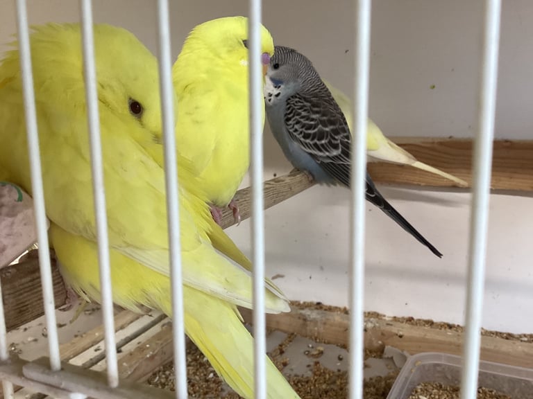 New baby budgies 