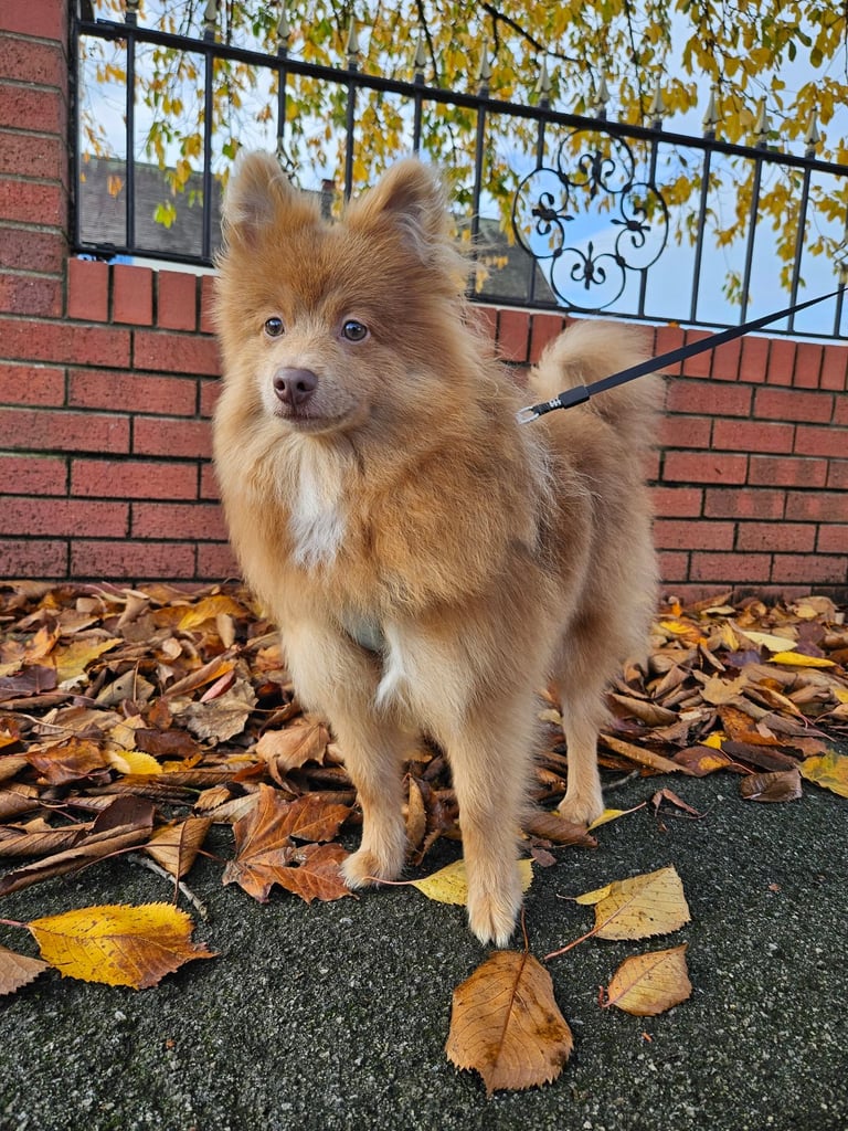 Pomeranian german spitz 8 months old