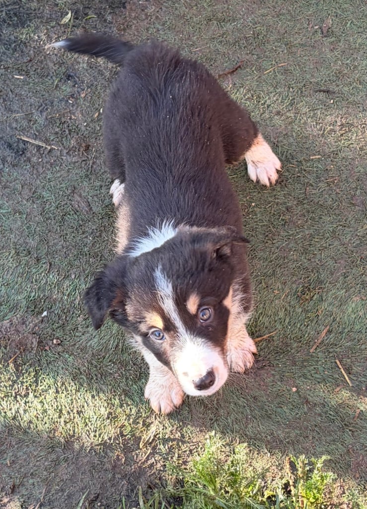 Border collie puppies 