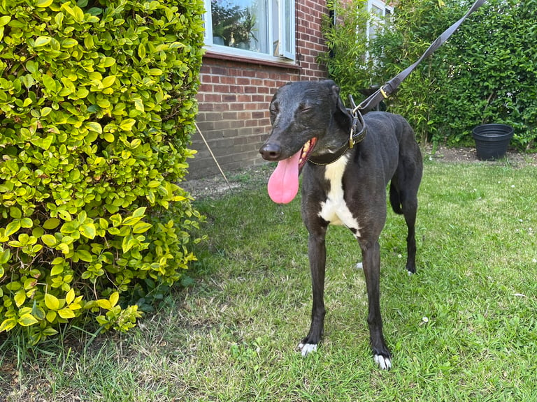2 greyhound’s for rehome 