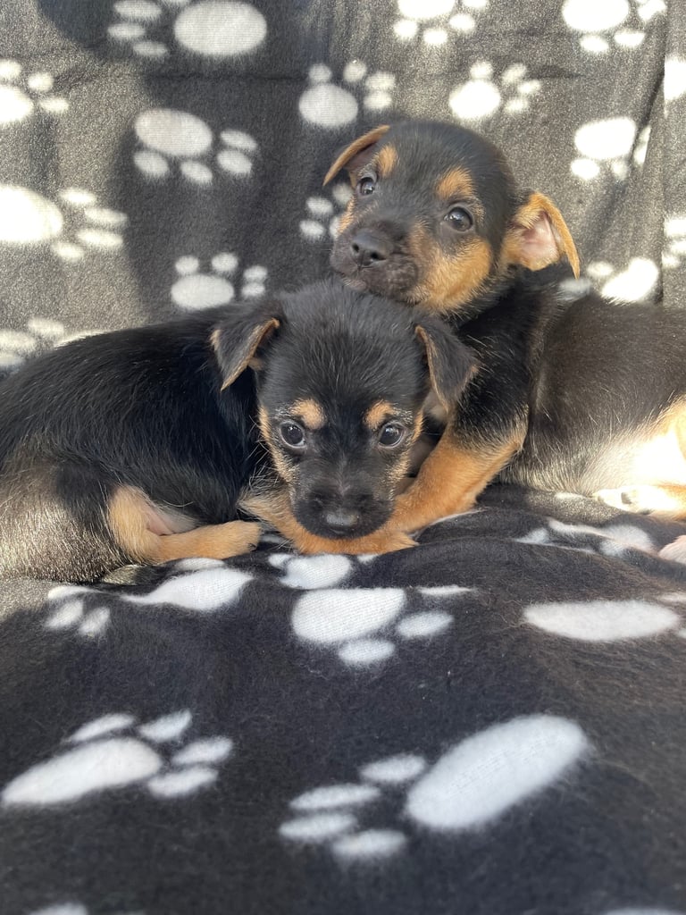 BEAUTIFUL JACK RUSSELL PUPPIES 