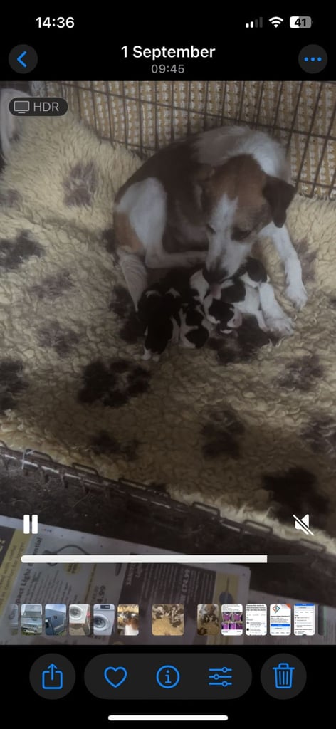 Traditional Jack russells puppies for sale