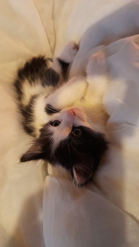 Adorable kittens ,9weeks