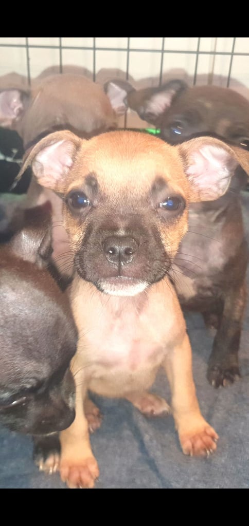 Frenchie x Staffy ( Puppies ) 