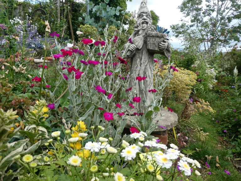 Lychnis coronaria deep cerise/magenta: plant or seeds (ALSO of white or pink& white) from Touchwood