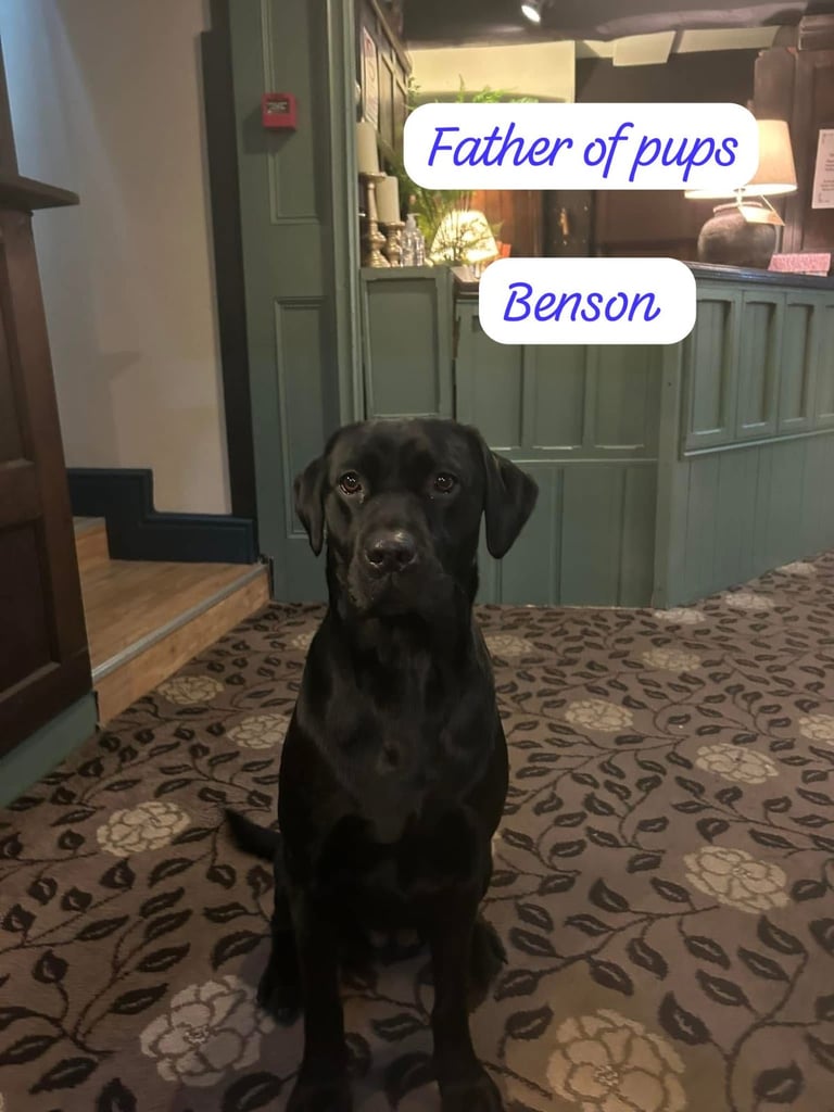 Labrador Retriever Puppies Available Now