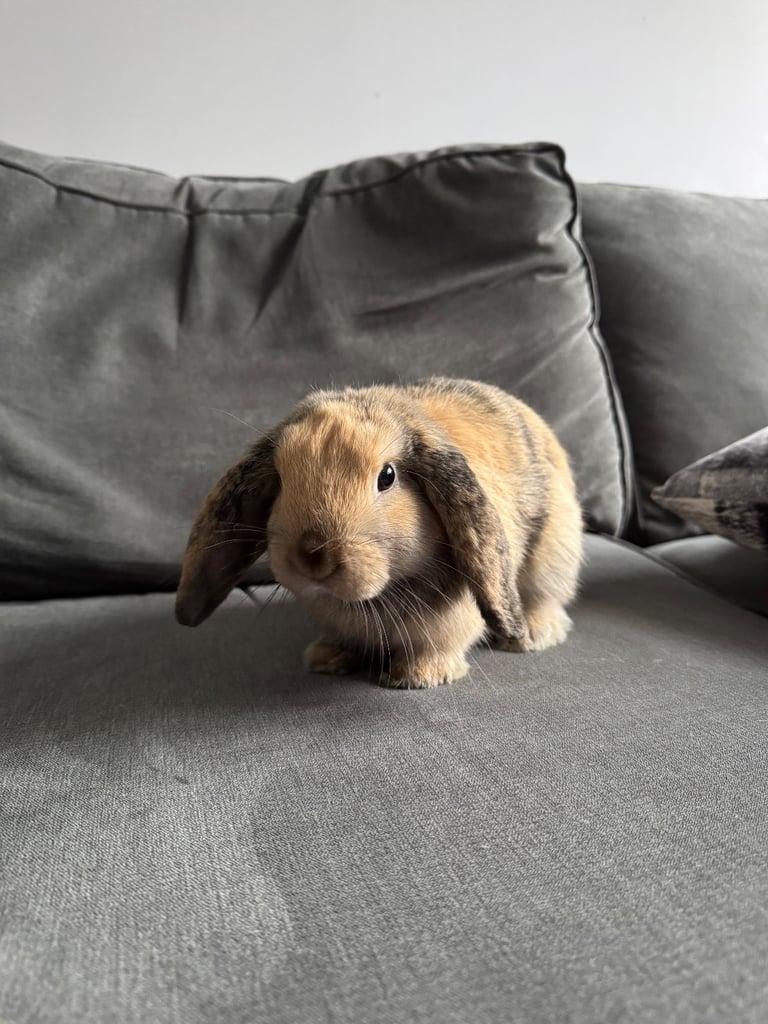 image for Beautiful Mini Lop Boy (Buck)