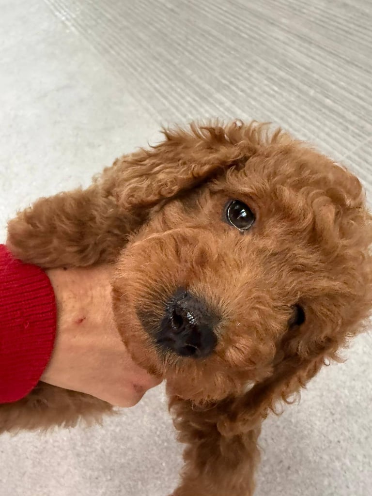 2 Gorgeous F2 Cockapoo puppies for sale 