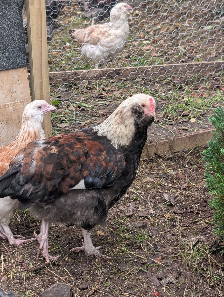 image for Poultry, Chickens, Salmon faverolle