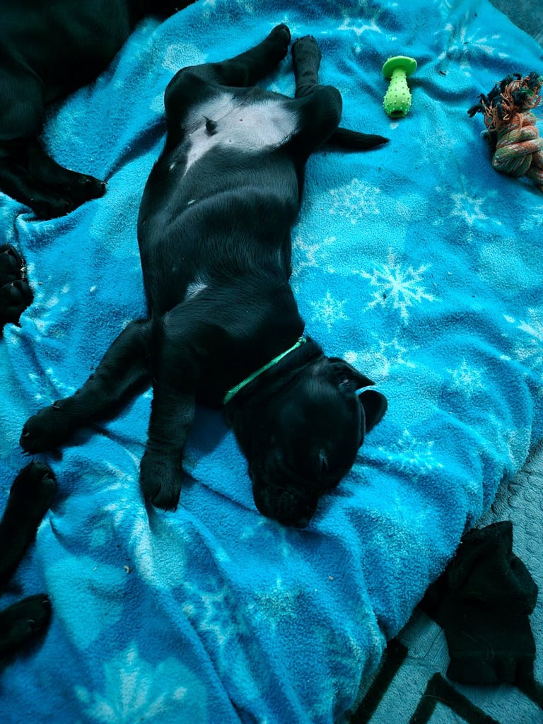 image for Lab x Frenchie Puppies