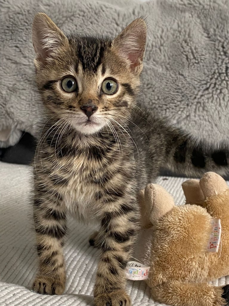Delightful and playful Bengal Kitten 