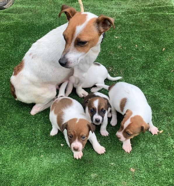 Beautiful Jack Russell puppies! 