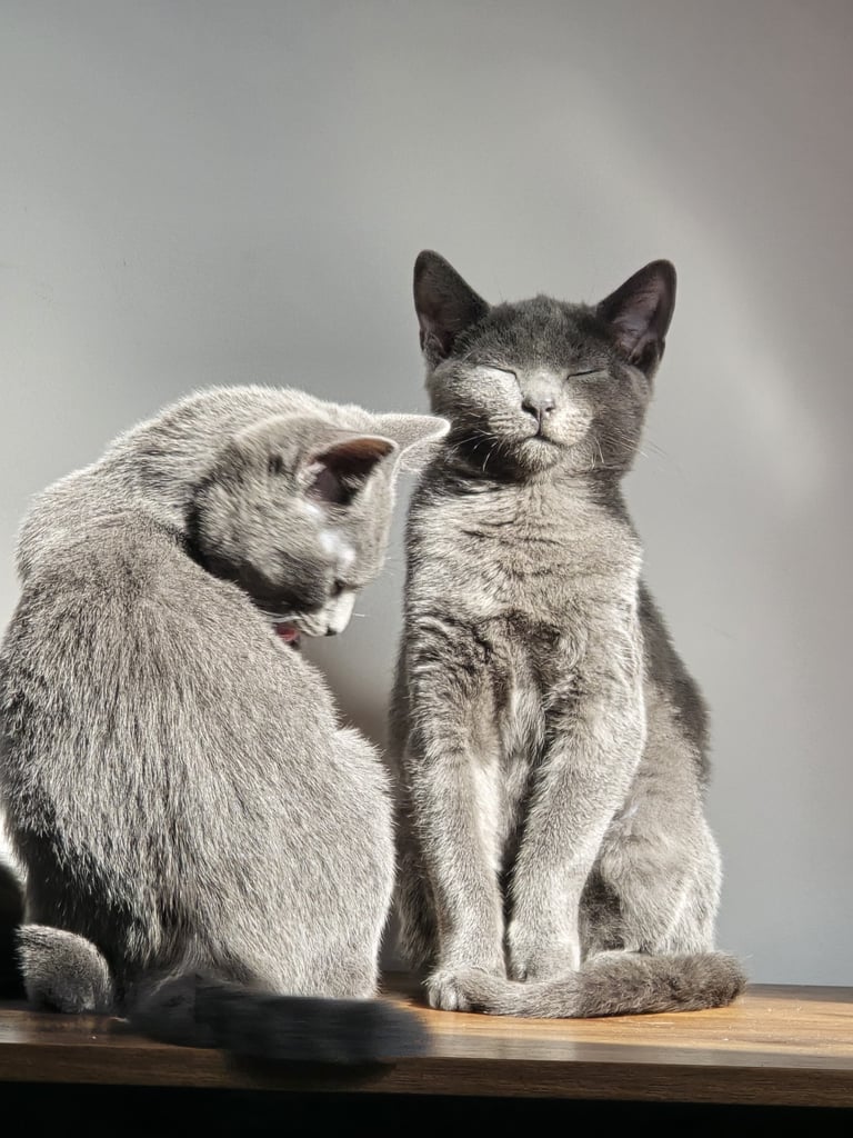 Russian Blue Kittens (only 2 left)