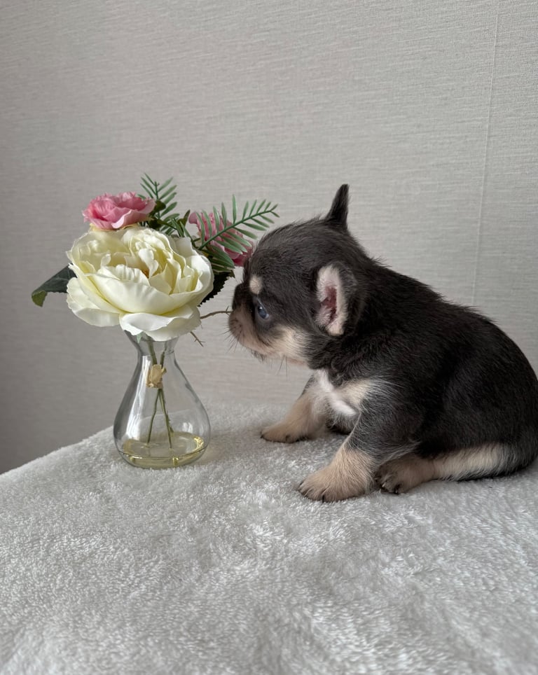 French bull dog puppies 