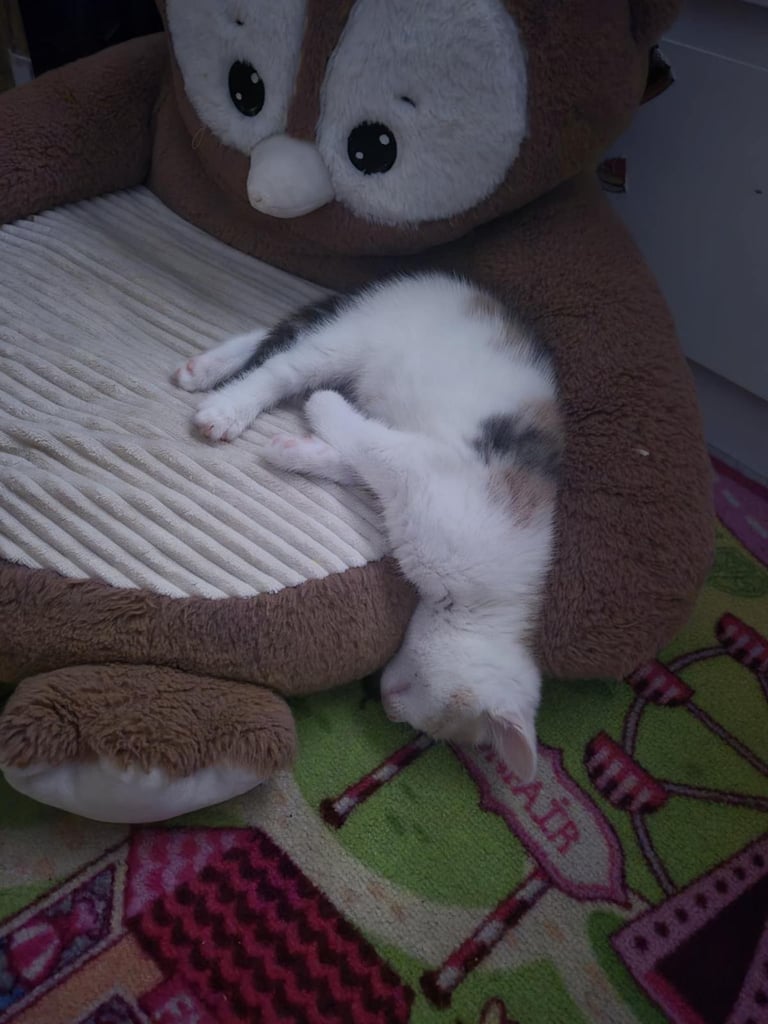 2 female kittens 