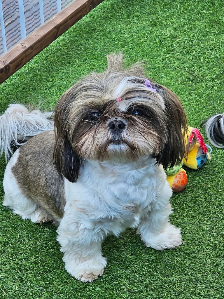 🐶 Shih Tzu Puppy READY NOW – Licensed Breeder (Licence No. DB/19/25)