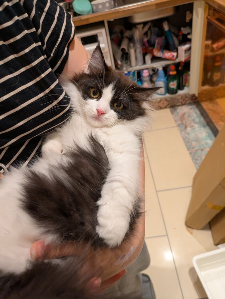 Big, long haired boy. Quirky, friendly personality