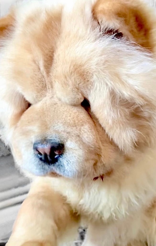 🩷 GORGEOUS KC FEMALE CHOW FOR SALE!!!! 🩷