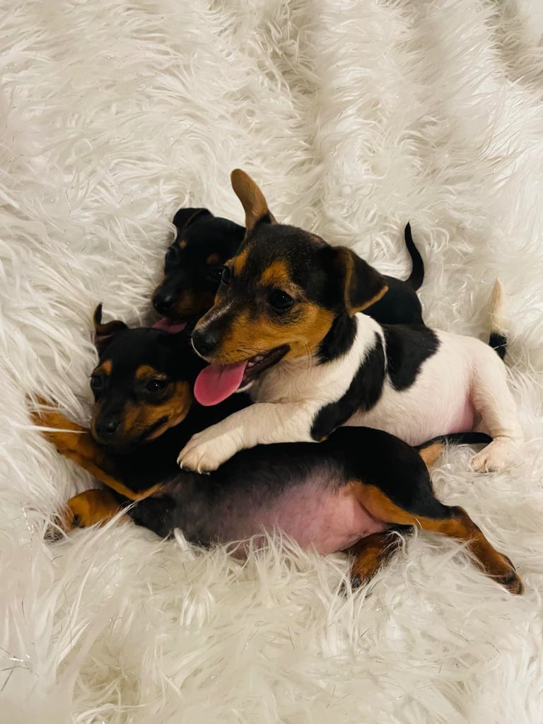 image for Jack Russell Pups