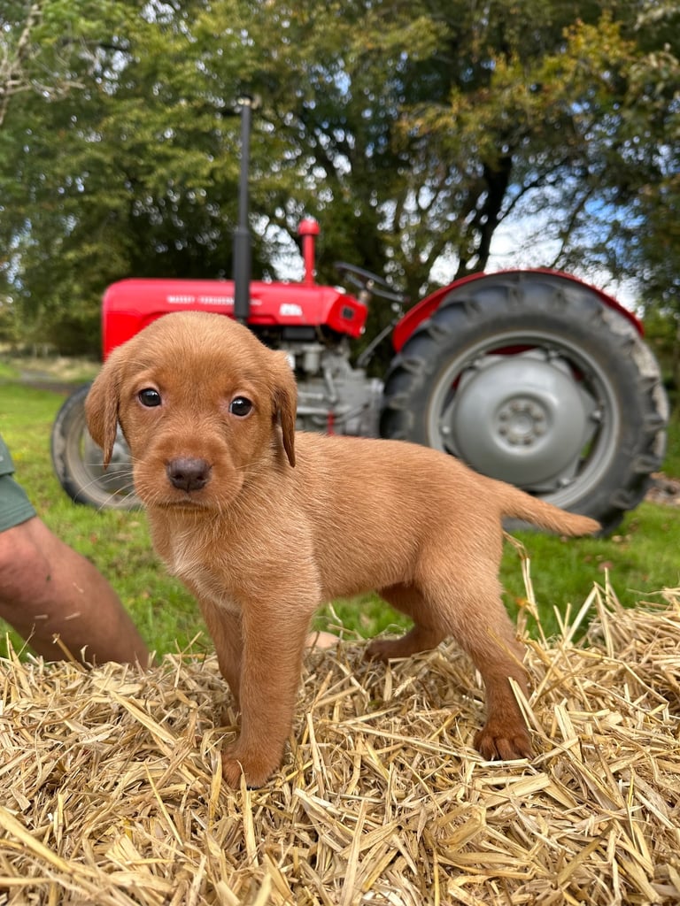 Labrador Retriever Puppies