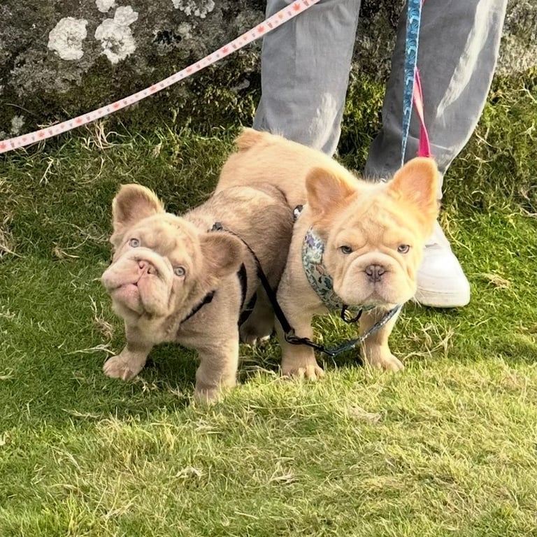 2 fluffy french bulldog puppies 