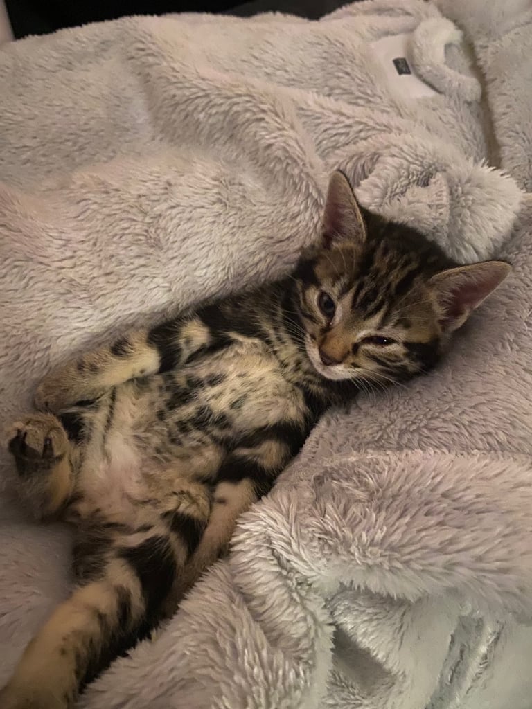 2 Beautiful Kittens ( Girls ) 