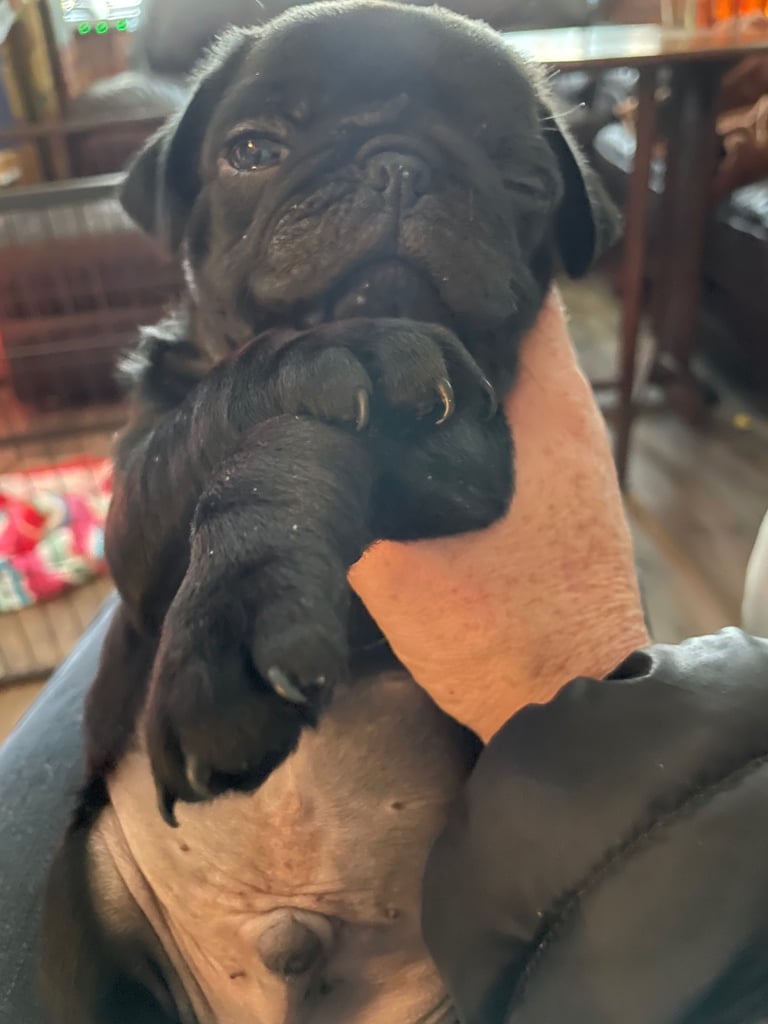 Last Boy pug 
