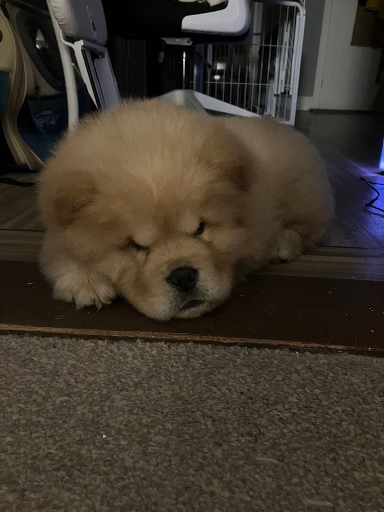 Russian Chow Chow Puppy Chow Chow Dogs Puppies For Sale Gumtree