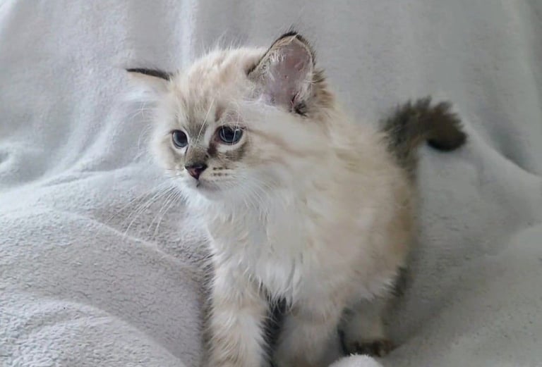 **LAST MALE LEFT** Gorgeous Ragdoll kittens ready to leave. Both parents Pedigrees