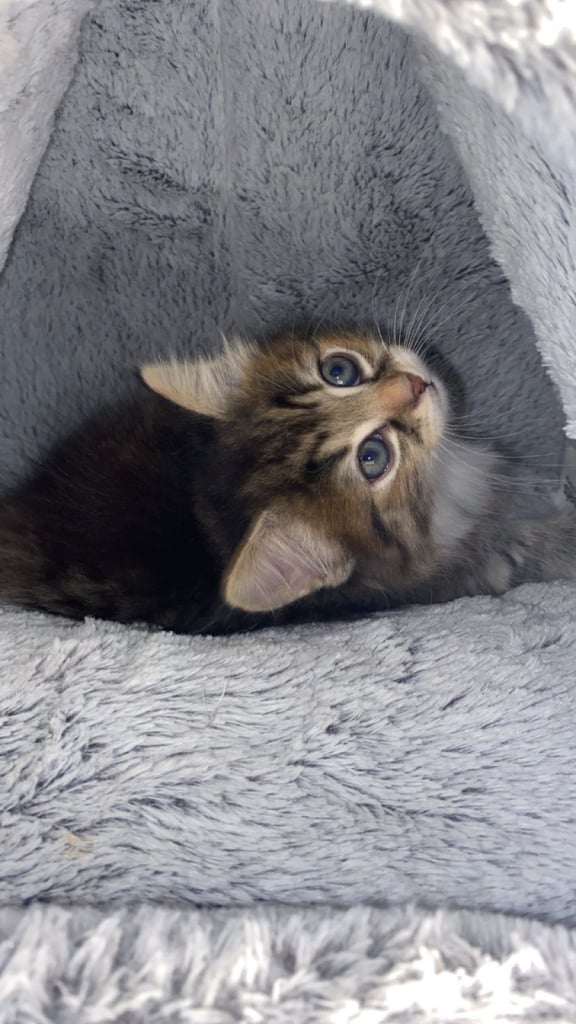 Adorable Kitten Ready For A New Home 🏡 
