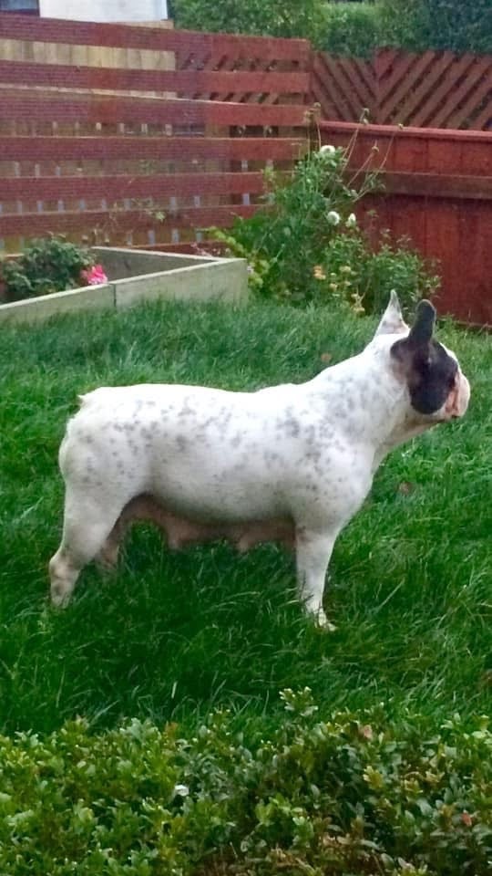 Minibull bulldog puppies 