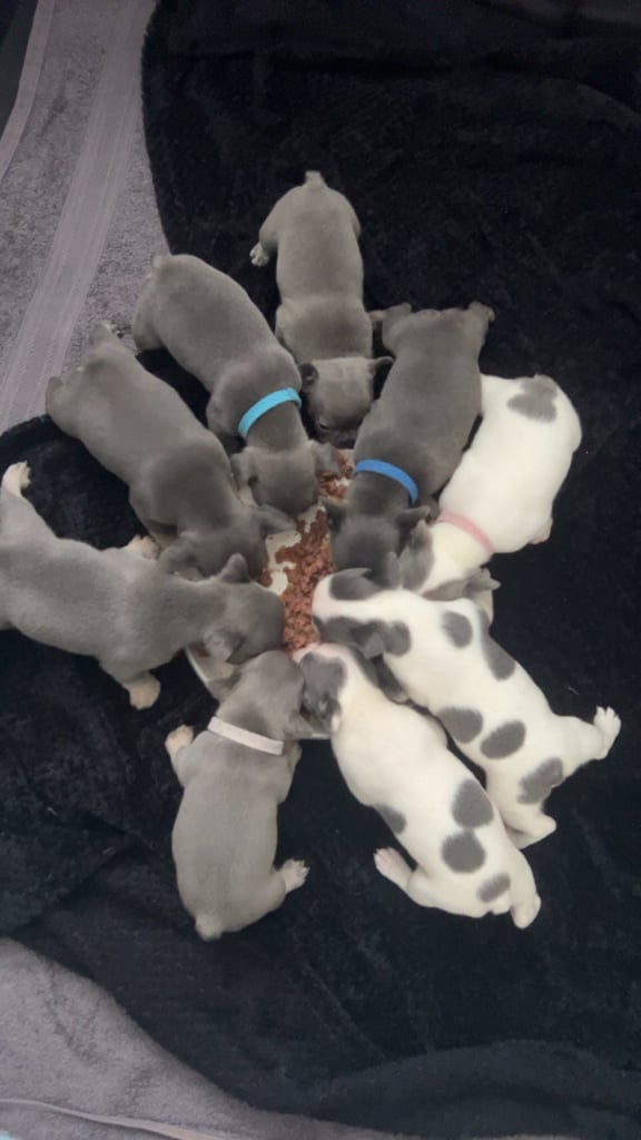 French bulldog pups 