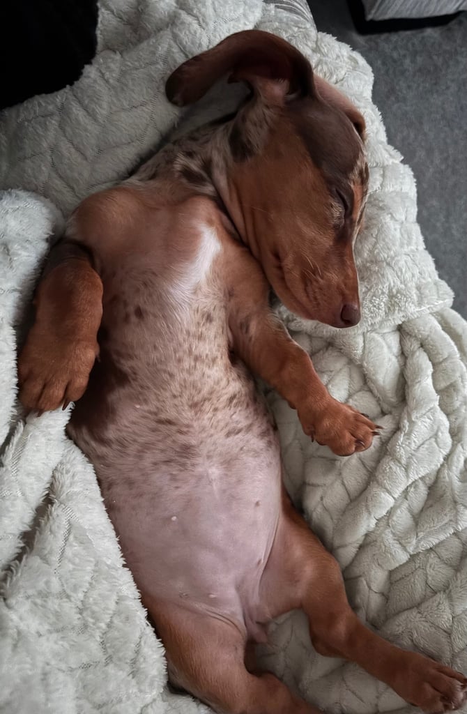 Miniature dachshund 